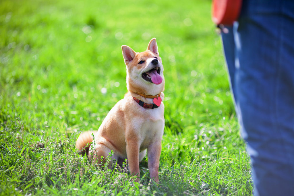 εκπαίδευση shiba inu