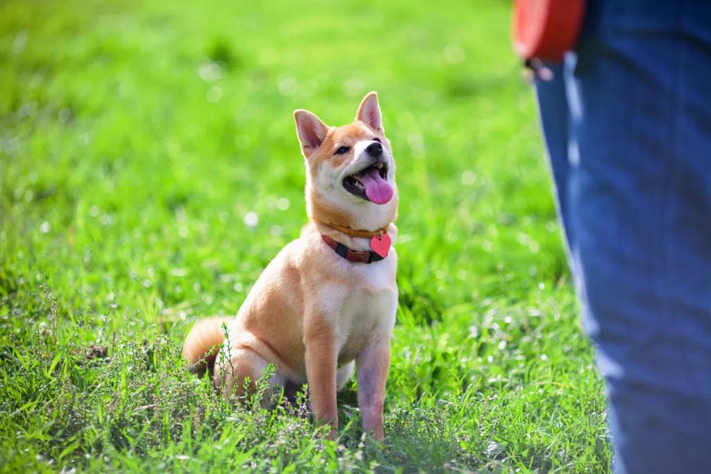εκπαίδευση shiba inu
