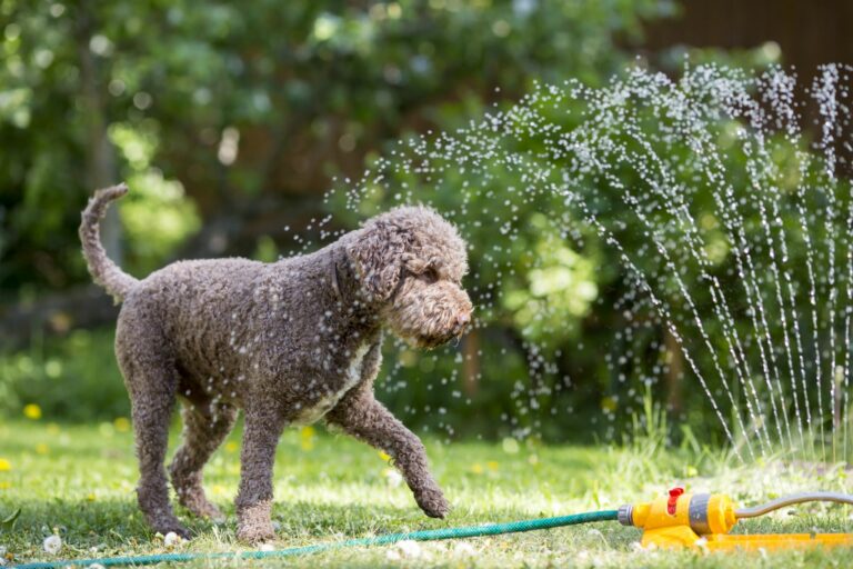 Δροσιά για σκύλους: 10 συμβουλές για τις ζεστές ημέρες του καλοκαιριού |  Περιοδικό zooplus