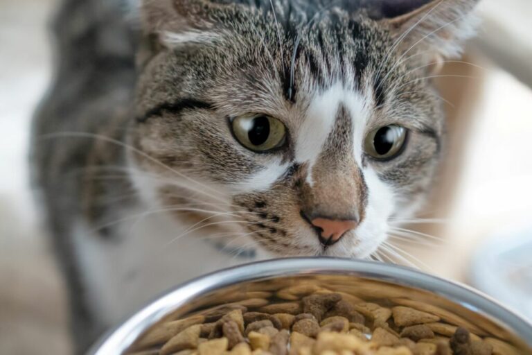 Σωστή ποσότητα τροφής για γάτες