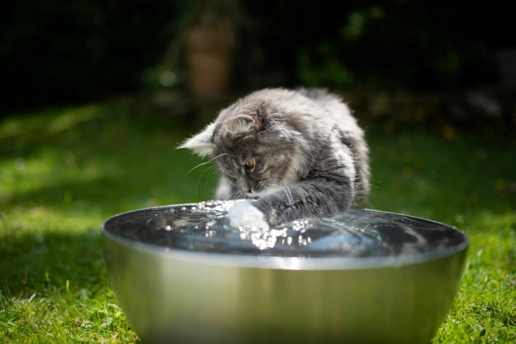 5 συμβουλές για να φροντίσετε τη γάτα σας όταν κάνει ζέστη