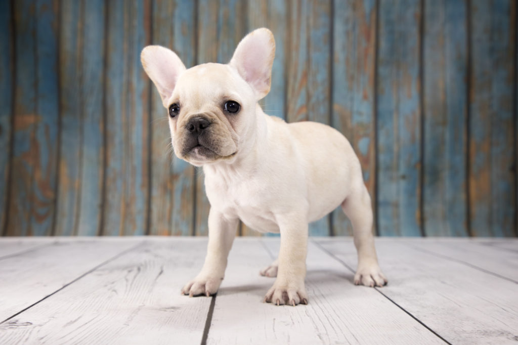 French Bulldog (Γαλλικό Μπουλντόγκ)