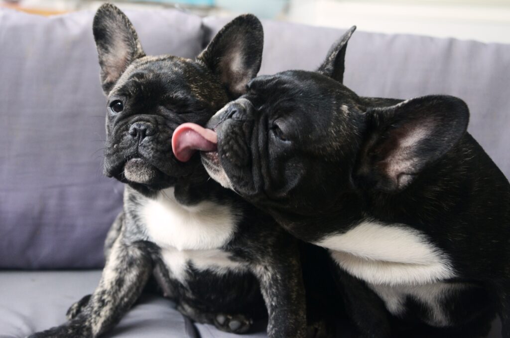 French Bulldog (Γαλλικό Μπουλντόγκ)