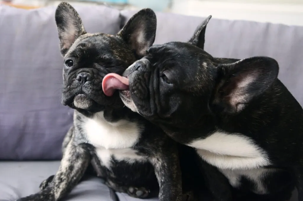 French Bulldog (Γαλλικό Μπουλντόγκ)