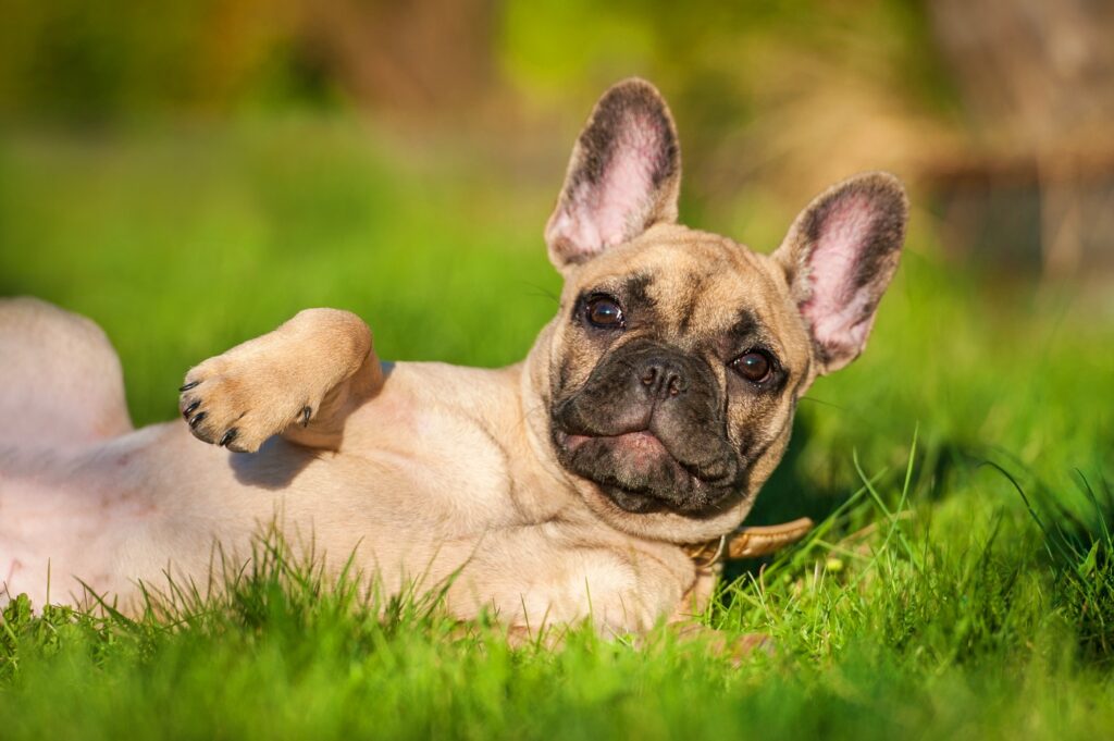 French Bulldog (Γαλλικό Μπουλντόγκ)