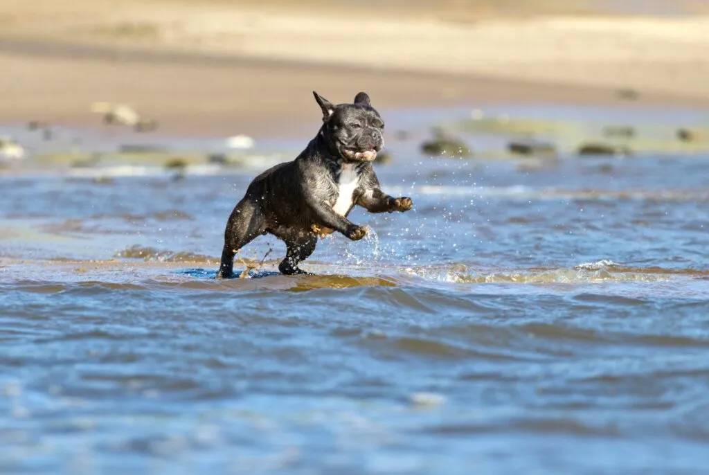 French Bulldog (Γαλλικό Μπουλντόγκ)