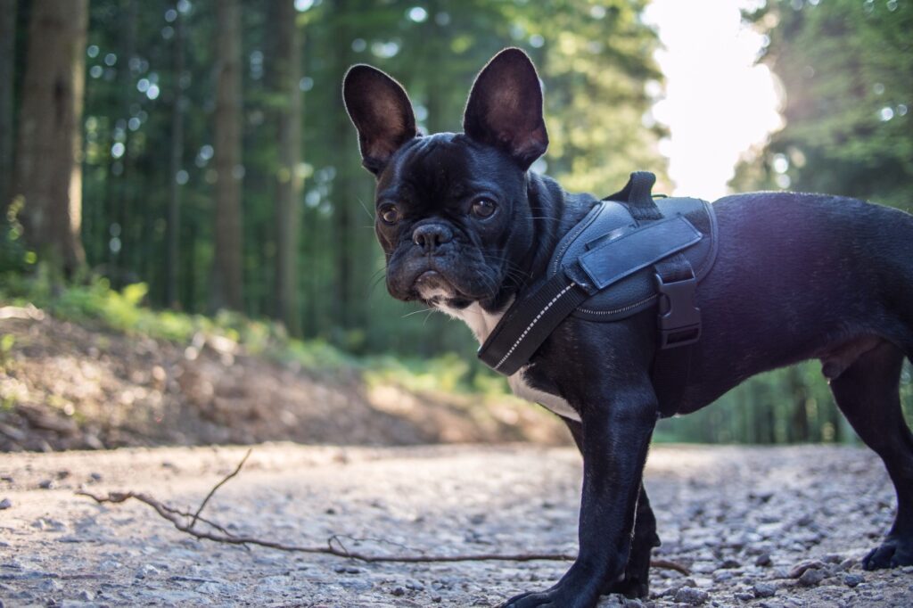 French Bulldog (Γαλλικό Μπουλντόγκ)