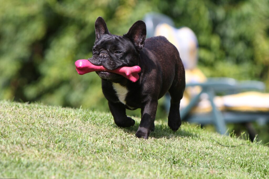 French Bulldog (Γαλλικό Μπουλντόγκ)