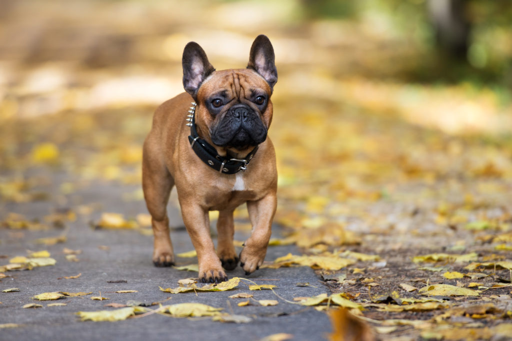 French Bulldog (Γαλλικό Μπουλντόγκ)