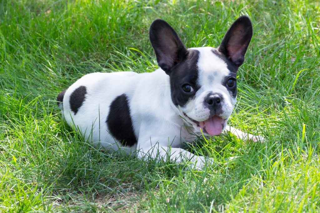 French Bulldog (Γαλλικό Μπουλντόγκ)