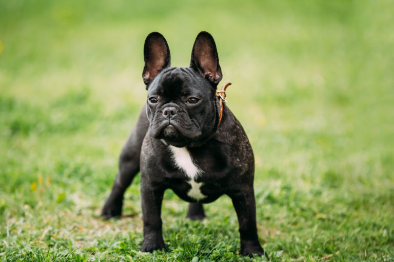 French Bulldog (Γαλλικό Μπουλντόγκ)