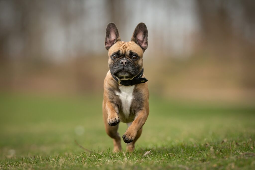 French Bulldog (Γαλλικό Μπουλντόγκ)