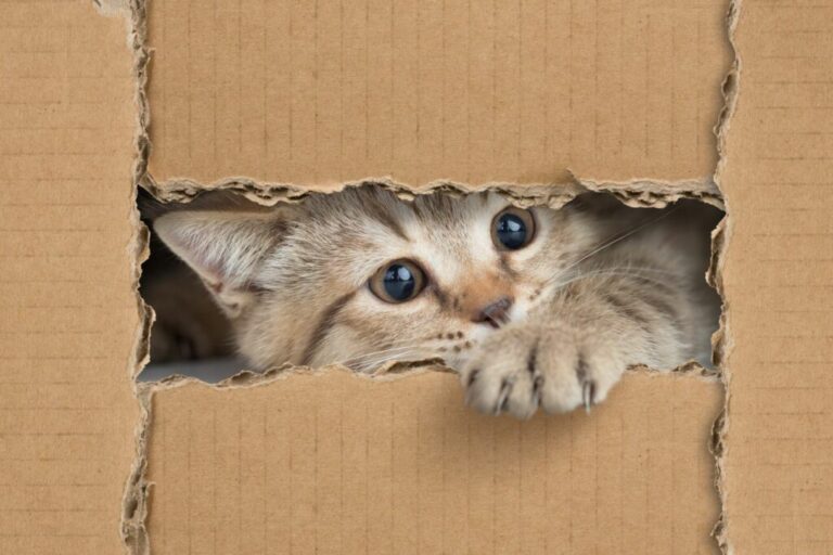 Γάτα σε κουτί
