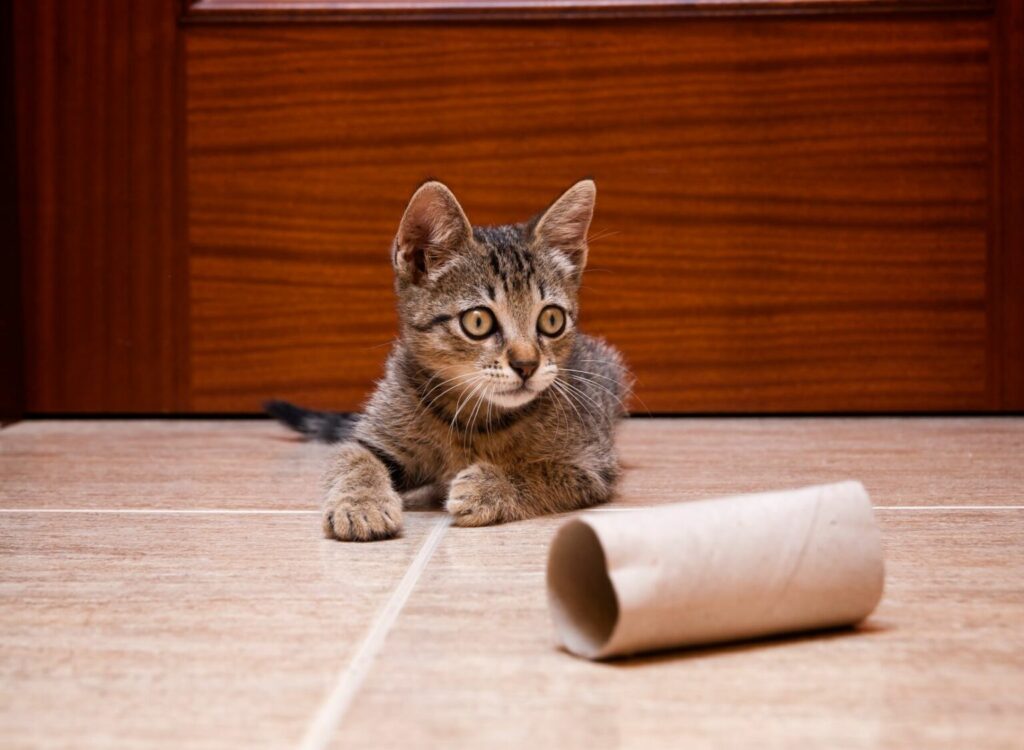 Παιχνίδι γάτας από χαρτόνι