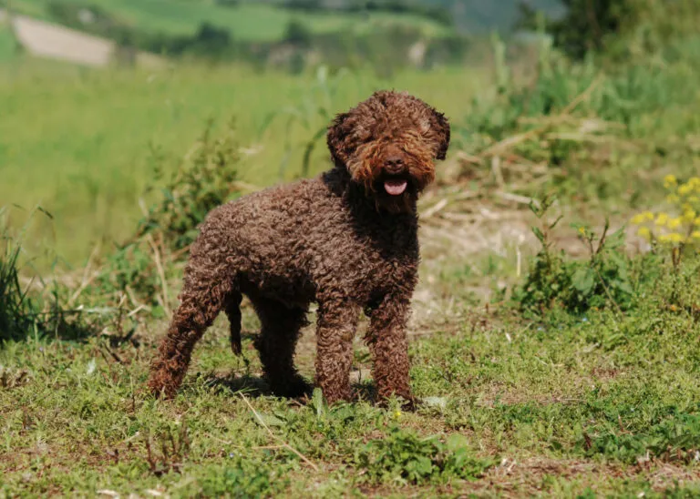 Λαγκότο Ρομανιόλο (Lagotto Romagnolo)