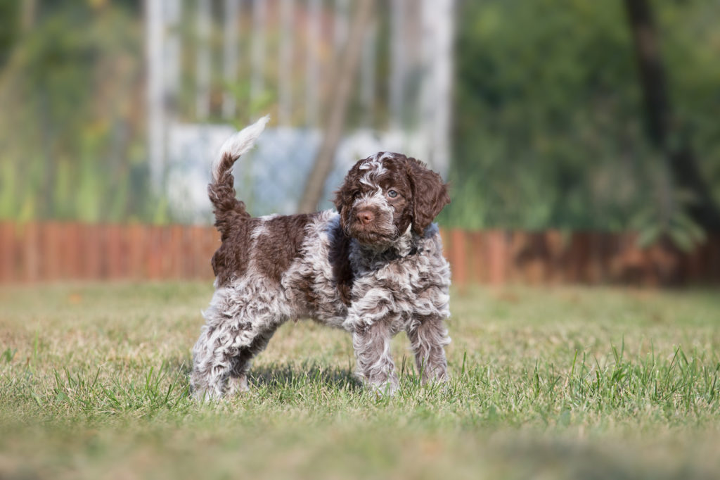 Λαγκότο Ρομανιόλο (Lagotto Romagnolo)