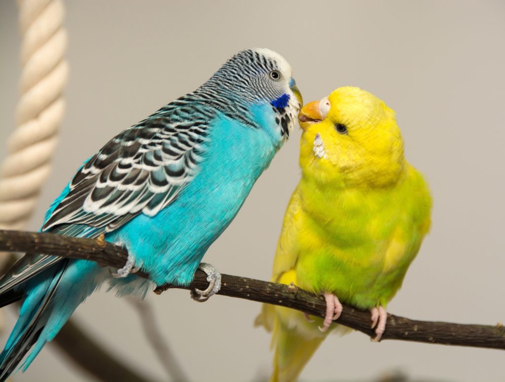 Παπαγαλάκια Μπάτζι (Budgie)