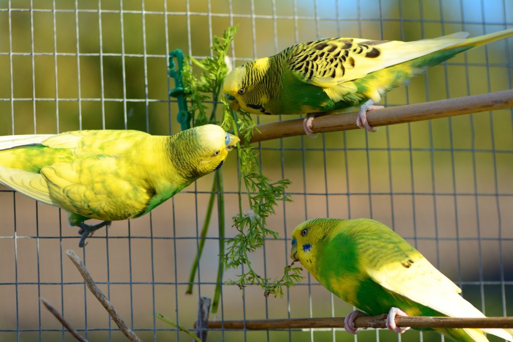 Παπαγαλάκια Μπάτζι (Budgie)