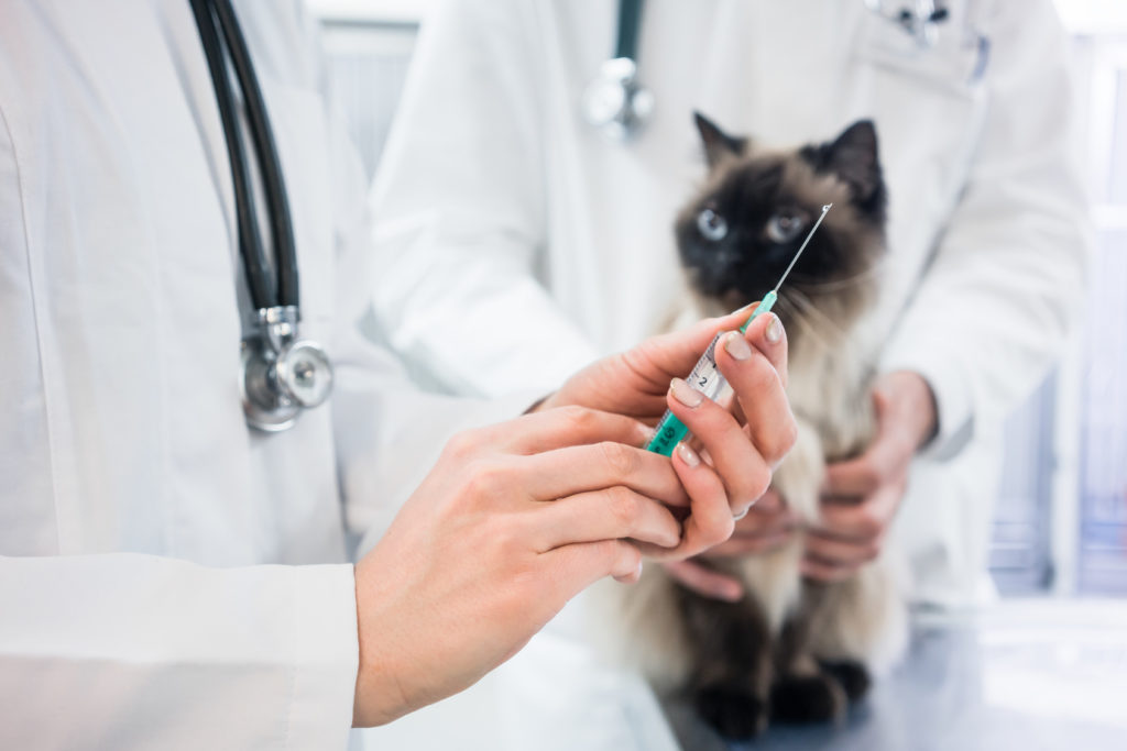 Εμβολιασμός Γάτας
