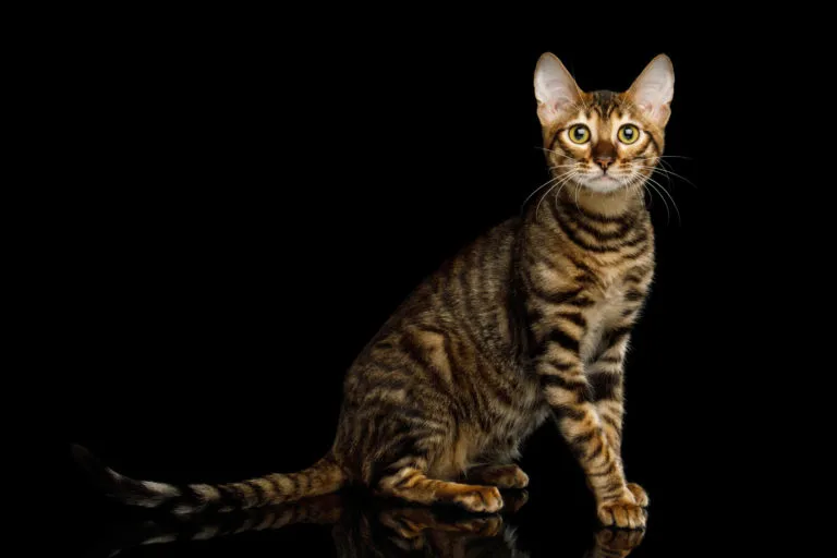 Γάτα Toyger