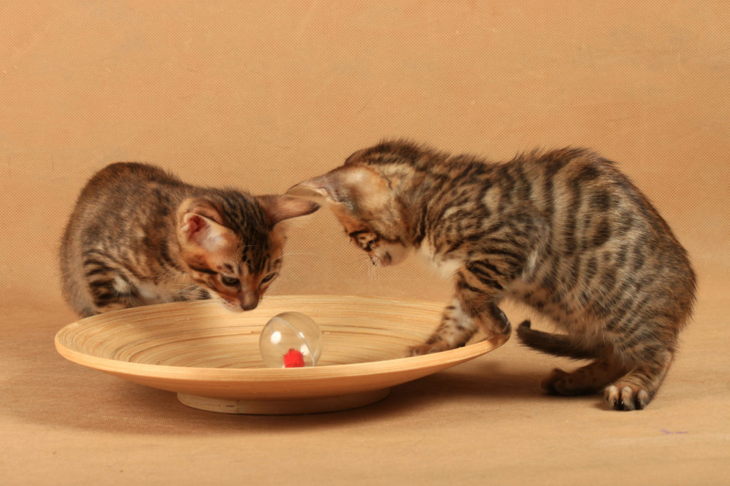 Γατάκι Toyger