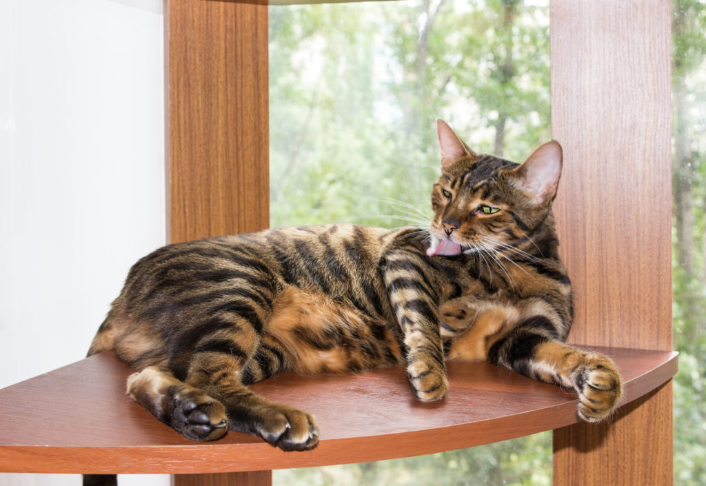 Γάτα Toyger