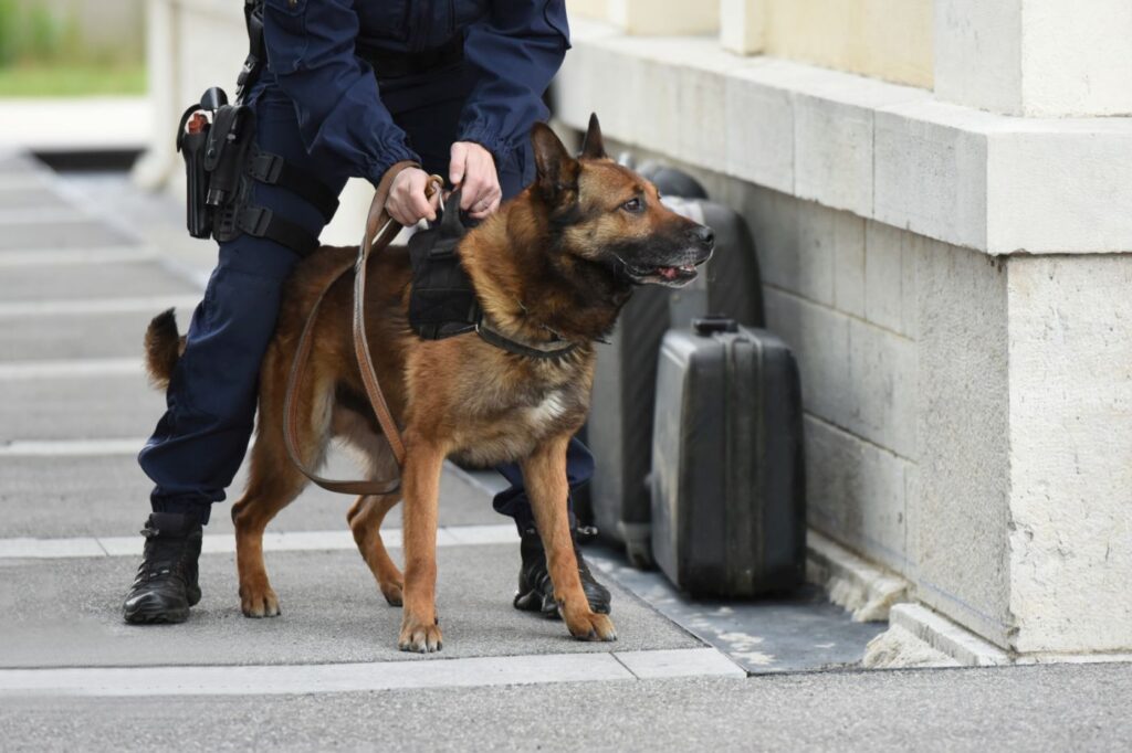 Βελγικός Ποιμενικός Σκύλος Διάσωσης