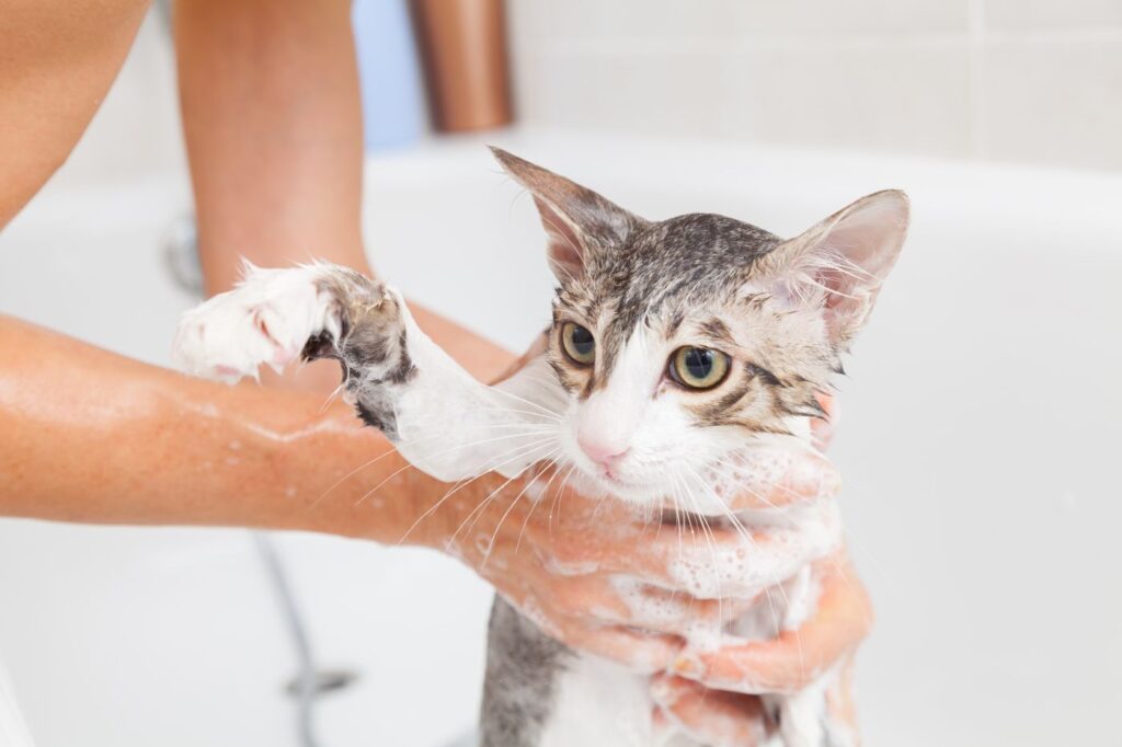 Μπάνιο Γάτας