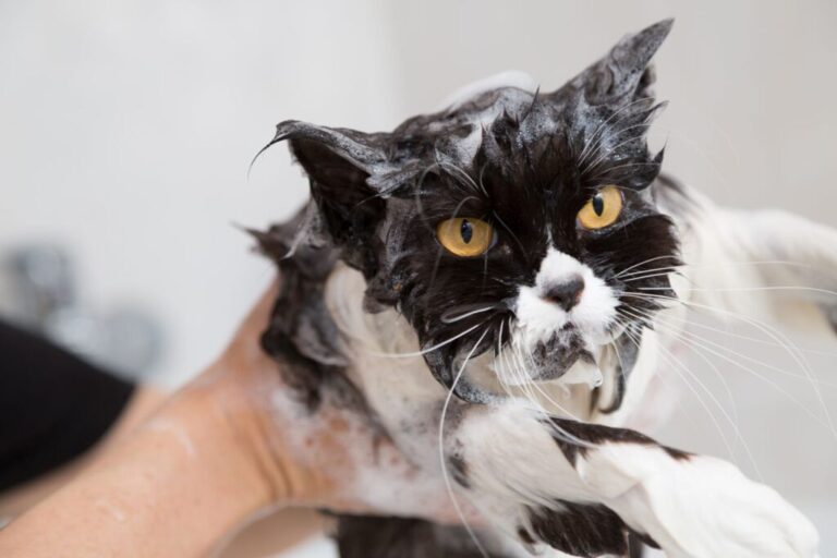 Μπάνιο Γάτας