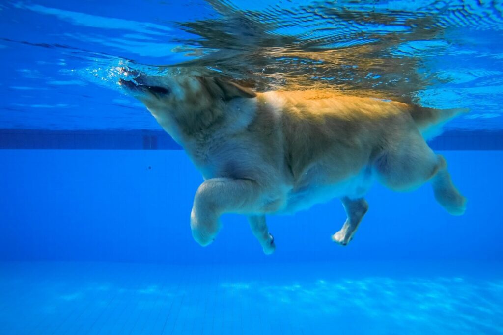 Κολύμπι Σκύλου