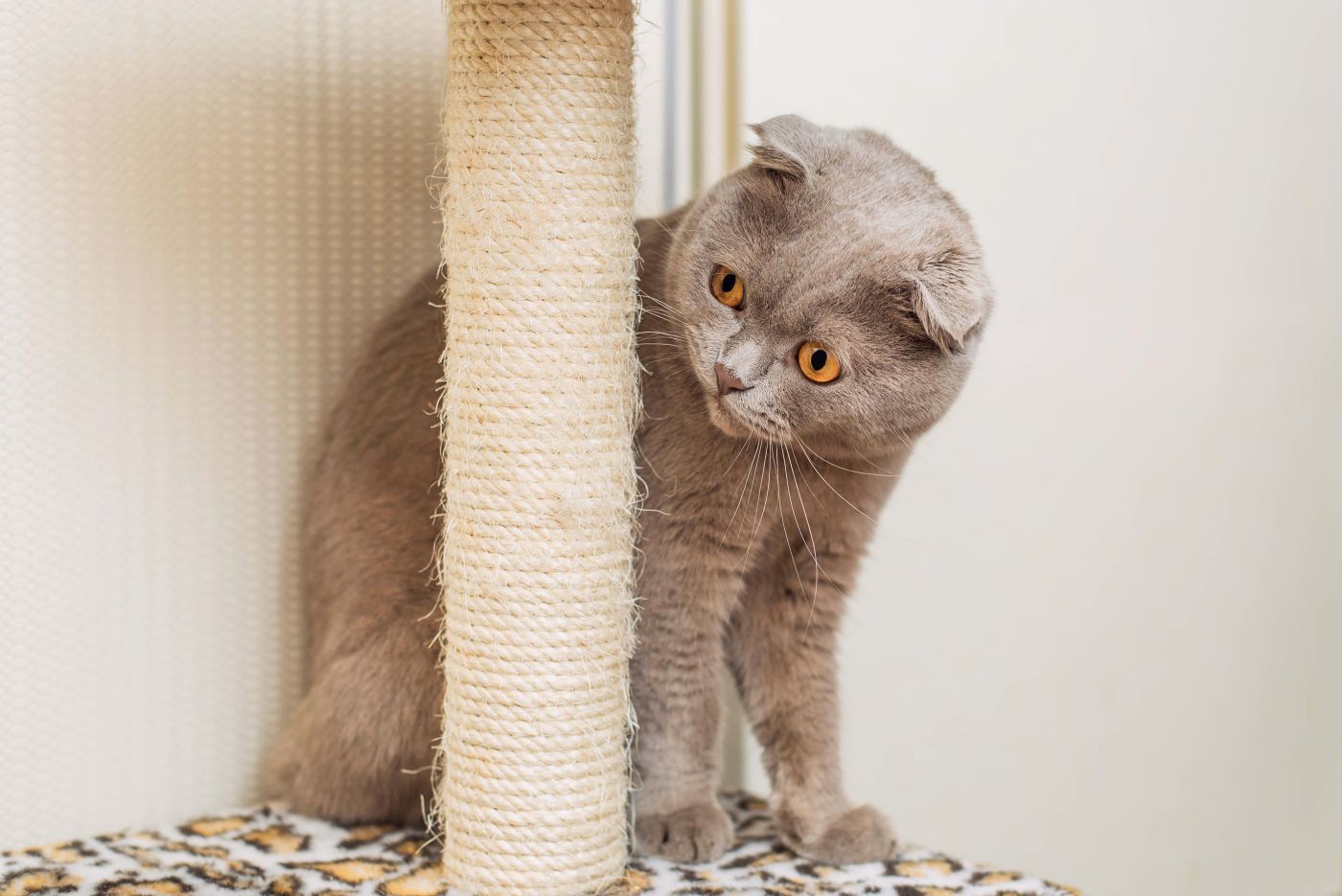 Γάτα Scottish Fold