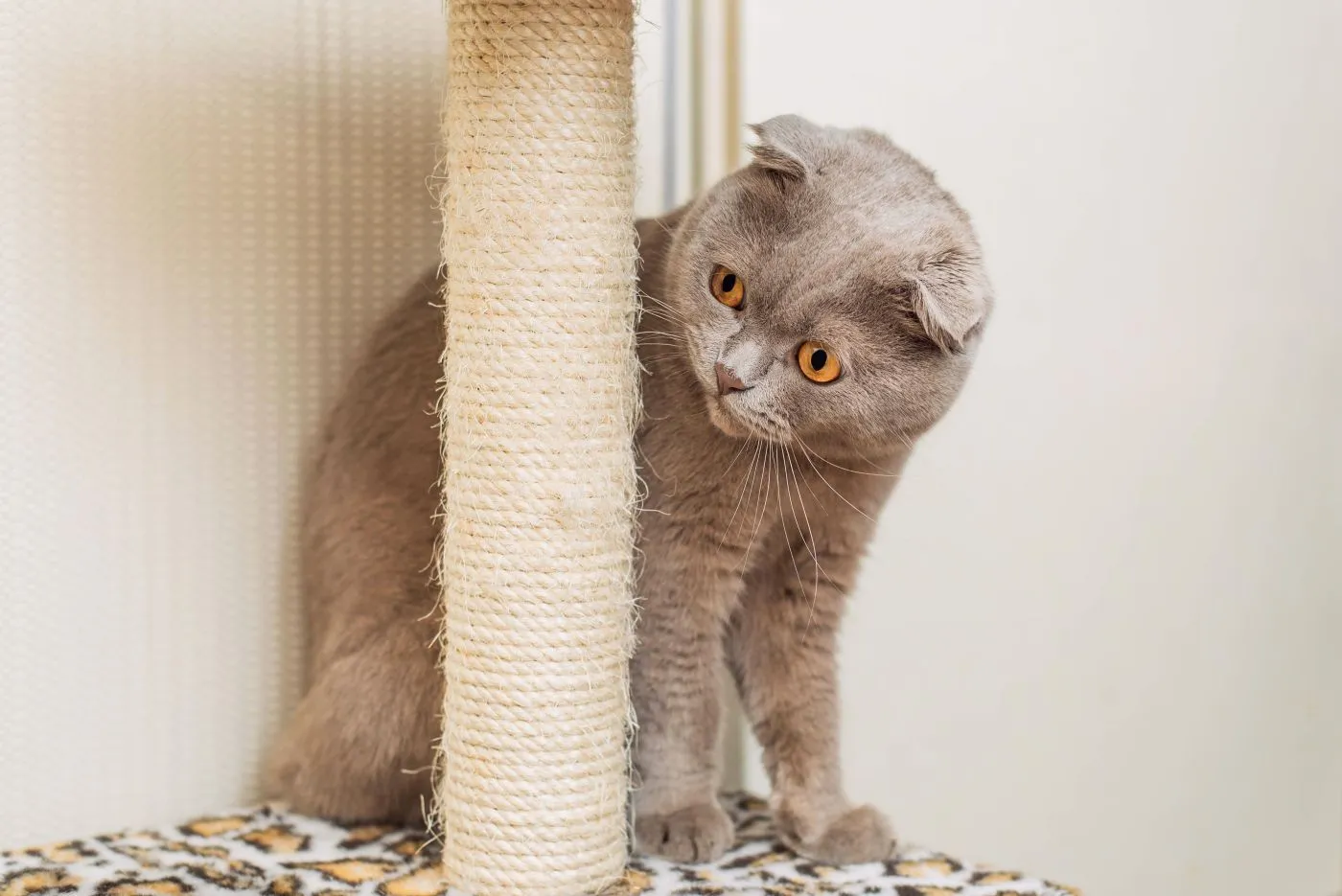 Γάτα Scottish Fold