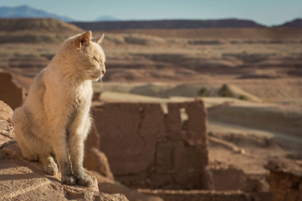Γάτες στην Έρημο