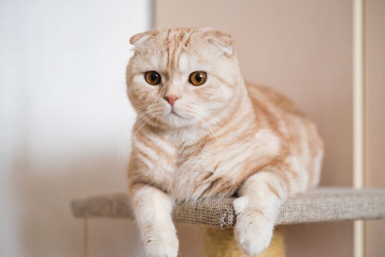 Γάτα Scottish Fold