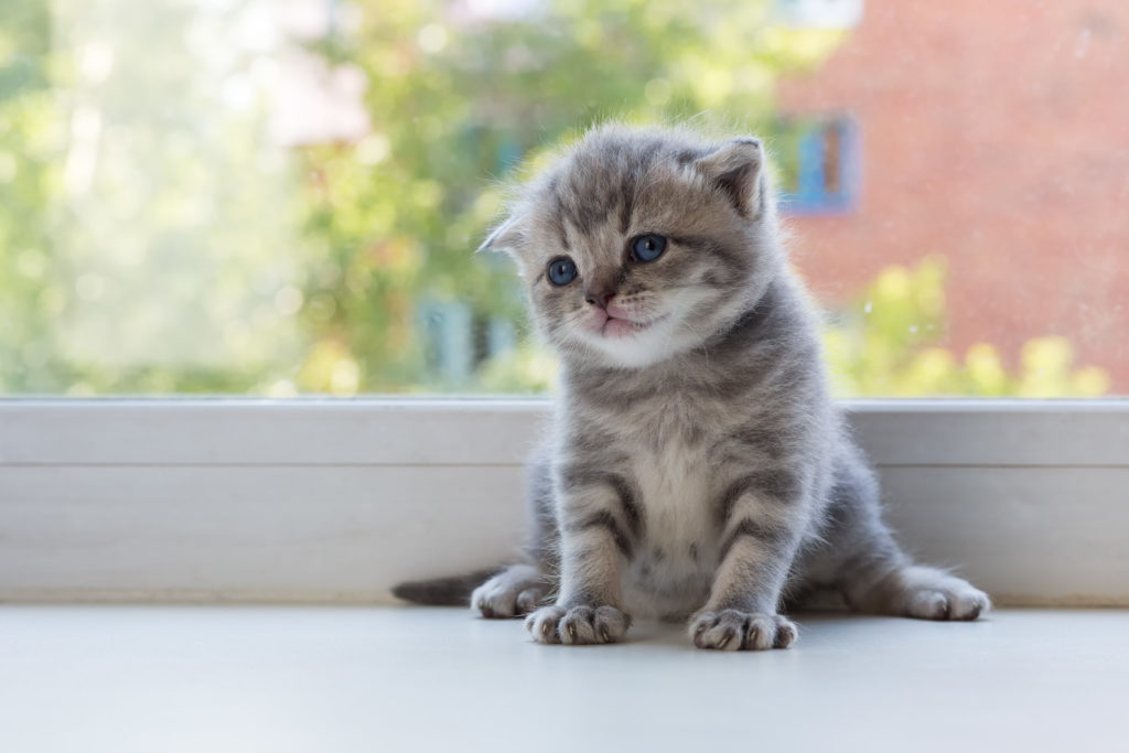 Γάτα Scottish Fold