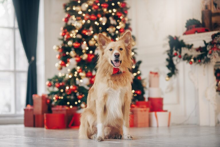 ein Hund sitzt vor einem Weihnachtsbaum mit vielen Geschenken